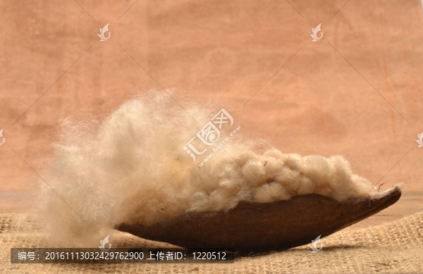 木棉-匯圖網(wǎng) www.fosd68.com 木棉