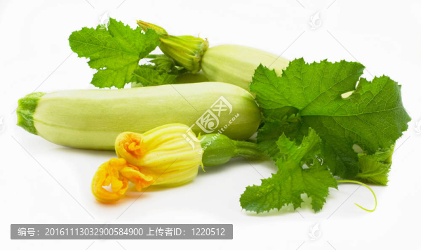 馬羅的果實(shí)