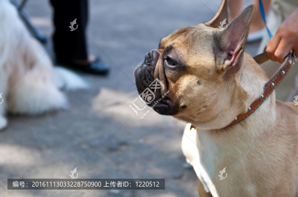 法國斗牛犬