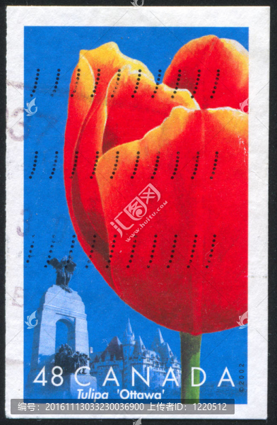 郁金香渥太華