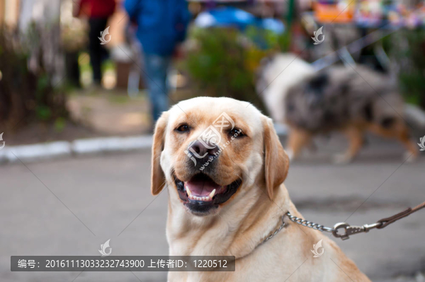 狗
