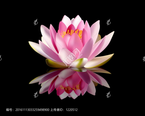 粉色的睡蓮