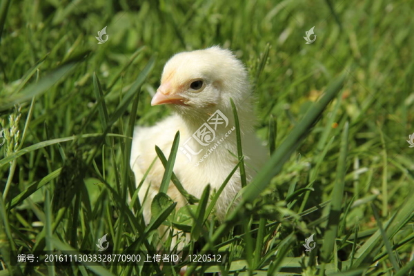 小雞
