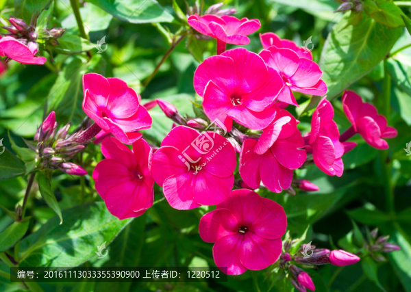 粉紅色的夾竹桃的花朵在夏天