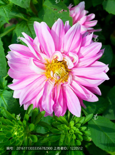 黃中心Dahlia,Flower