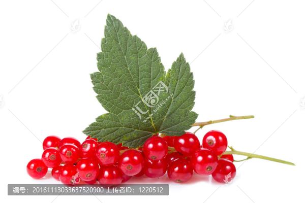 紅醋栗葉