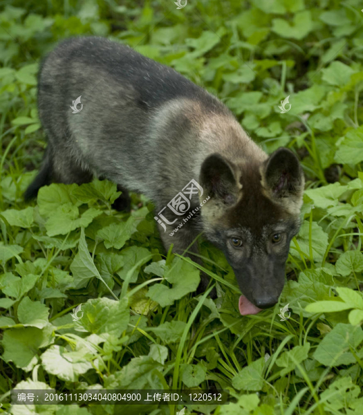 加拿大黑人狼；狼崽