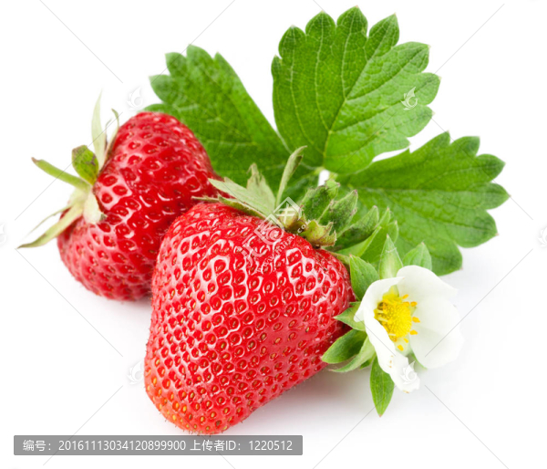 草莓葉子和花