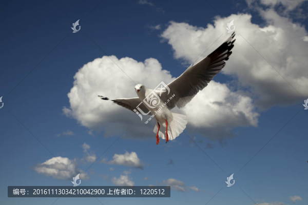海鷗在飛行