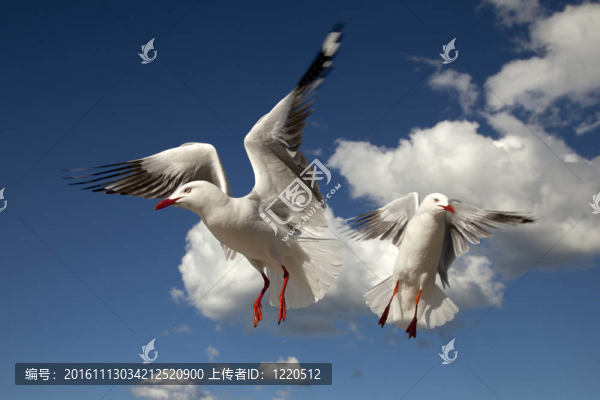 海鷗在飛行