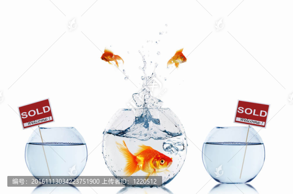 在一個(gè)魚(yú)缸里的金魚(yú)