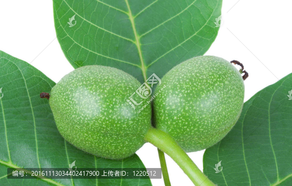 綠色的核桃