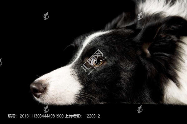 邊境牧羊犬