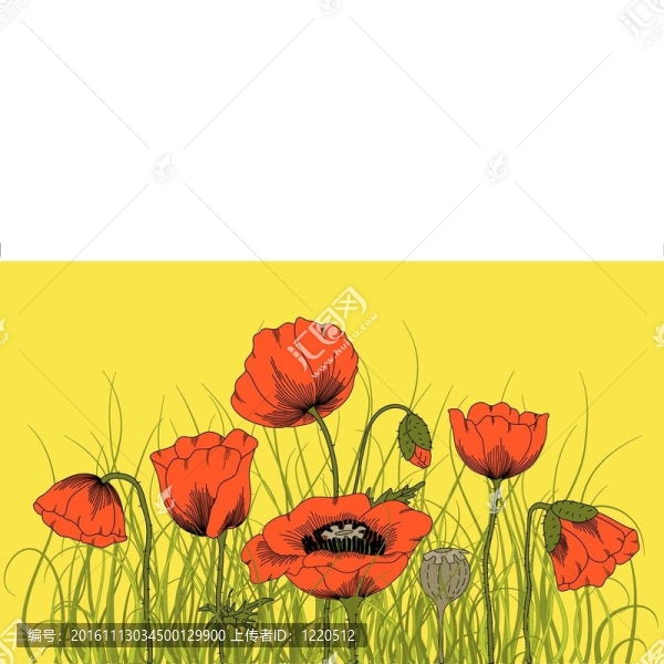罌粟花。