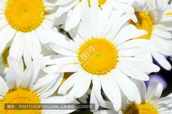 野生camomiles花束