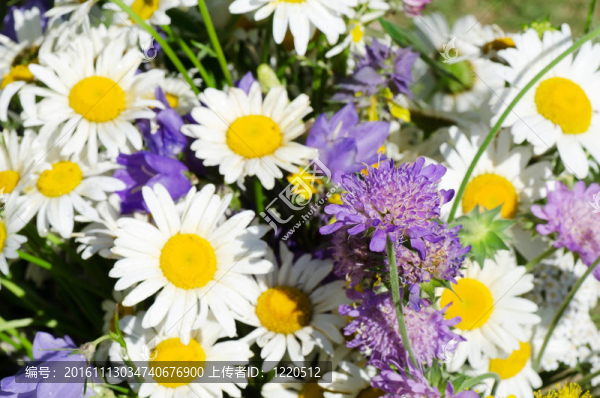 野生camomiles花束