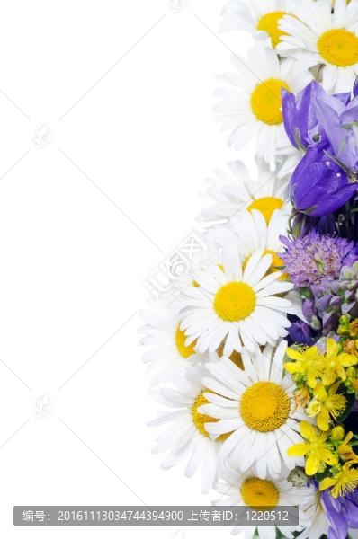 野生camomiles花束