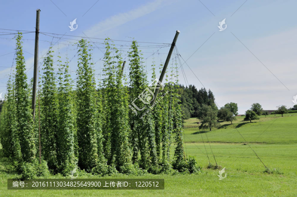 啤酒花種植巴登