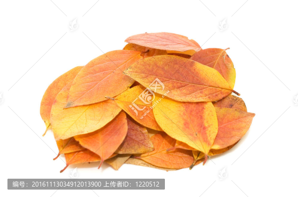 白底落葉