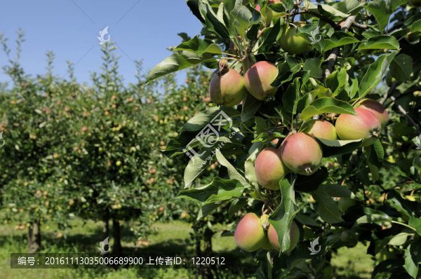 蘋果樹；巴登