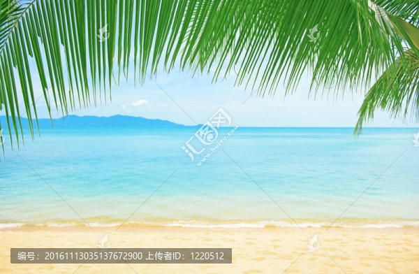 美麗的海灘與棕櫚樹在沙灘上