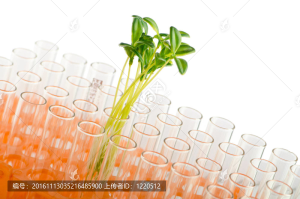 實(shí)驗(yàn)室綠化苗木試驗(yàn)
