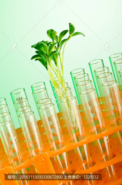 實驗室綠化苗木試驗