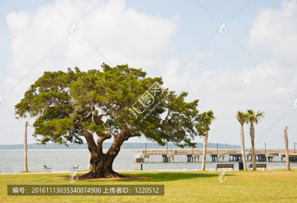 碼頭和公園的一棵古老的老橡樹