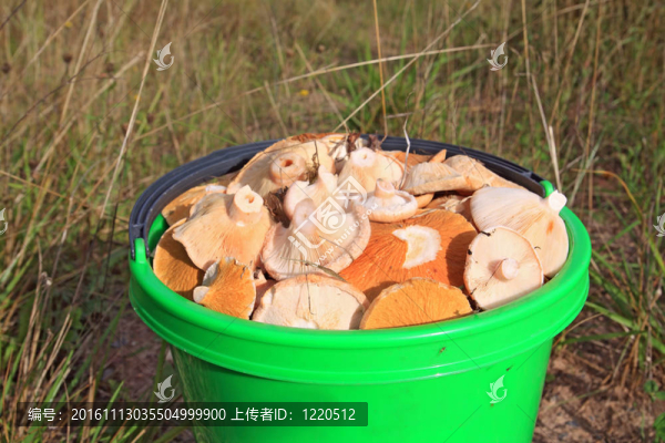 蘑菇桶