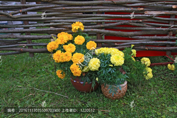 夏天flowerses附近的舊籬笆