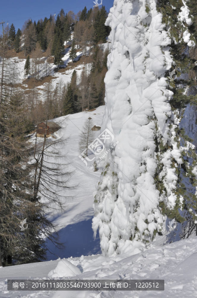 冰在云杉樹；白云巖
