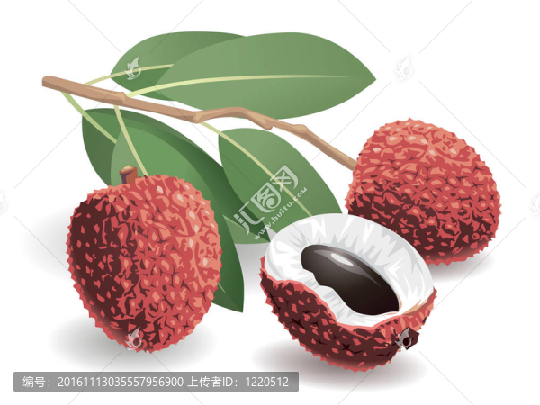 荔枝果實