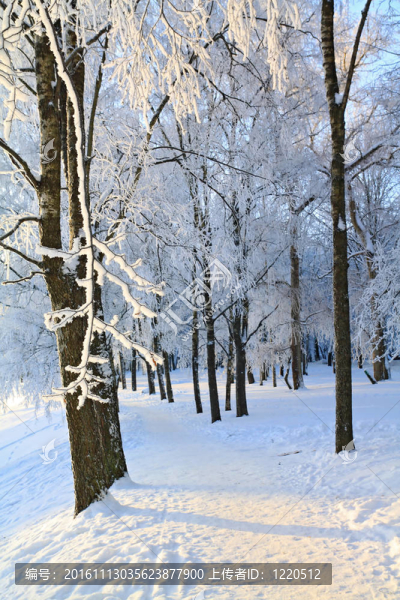 冬季公園里的雪里