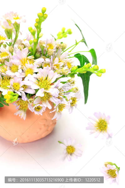 金盞花和常春藤