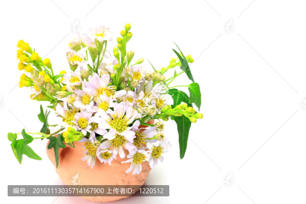 金盞花和常春藤