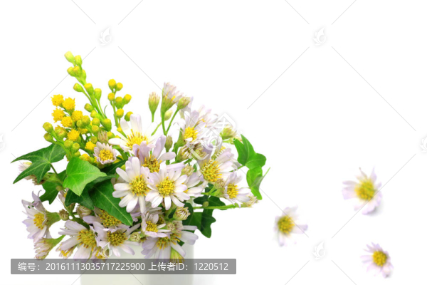 金盞花和常春藤