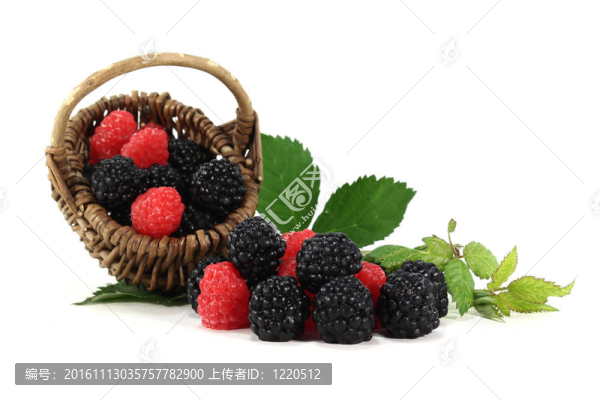 黑莓和樹莓