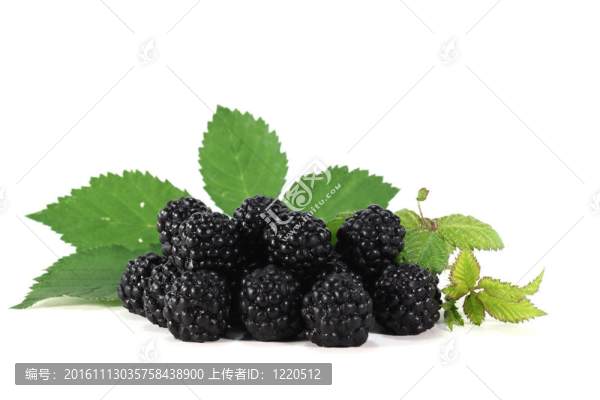 黑莓-匯圖網(wǎng) www.fosd68.com 黑莓