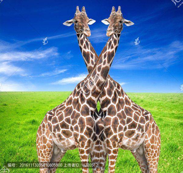 Giraffe（長頸鹿）