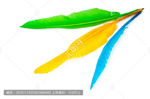 寫在白色背景上的羽毛