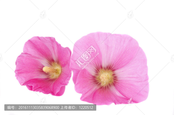 粉紅色的蜀葵花兒