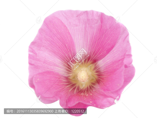粉紅色的蜀葵花兒