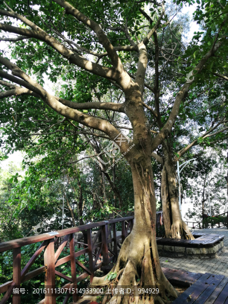 榕樹(shù)