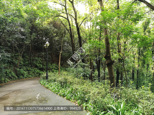筆架山登山道