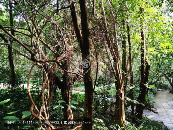 筆架山公園林區(qū)