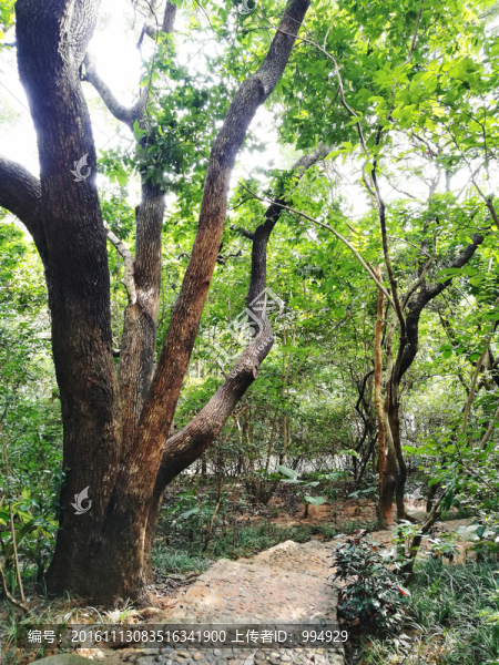 筆架山公園小徑