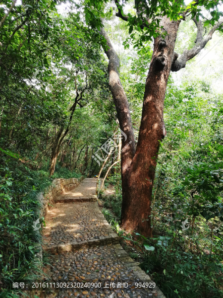 筆架山登山路