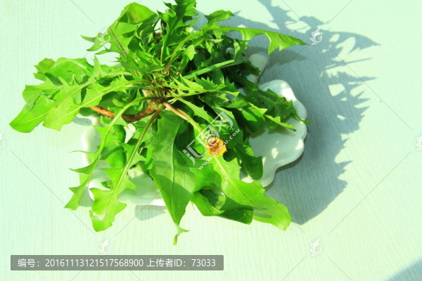蒲公英