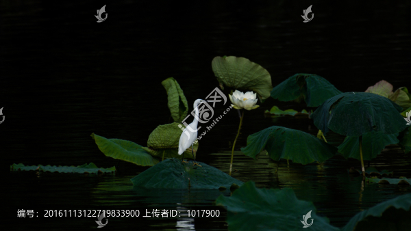 荷塘白鷺