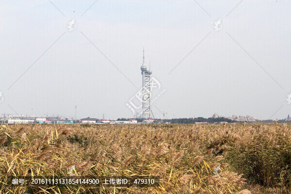 濕地,水,鳥,蘆葦,風(fēng)光,生態(tài)